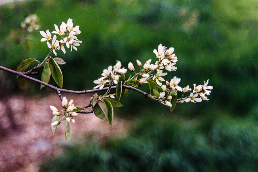 Amelanchier-arborea_002_v2