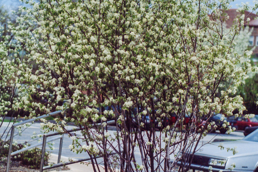 Amelanchier-arborea_003_v2