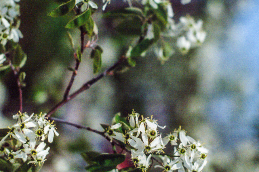 Amelanchier-arborea_004_v2