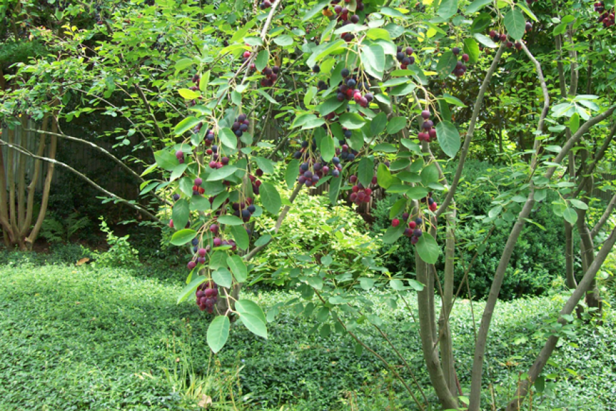 Amelanchier-arborea_1169_v2