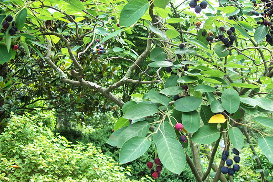Amelanchier-arborea_1171_v2