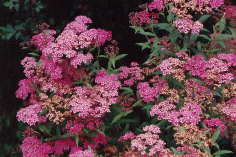 Spirea ‘Anthony Waterer’_001