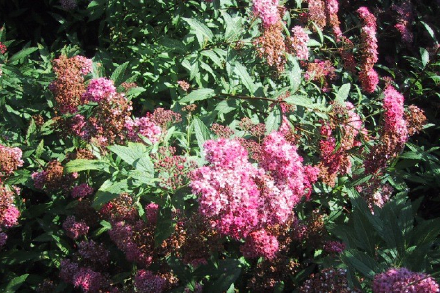 Spirea ‘Anthony Waterer’_3808