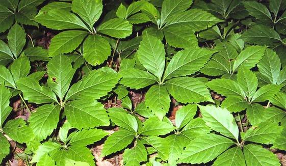 IMMATURE POISON IVY ON FOREST FLOOR – 5 WHORLED LEAVES, SERRATED EDGES