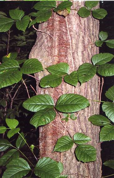 MATURE POISON IVY – 3 LEAVES_SMOOTH EDGE_HAIRY STEM ATTACHED TO TREE