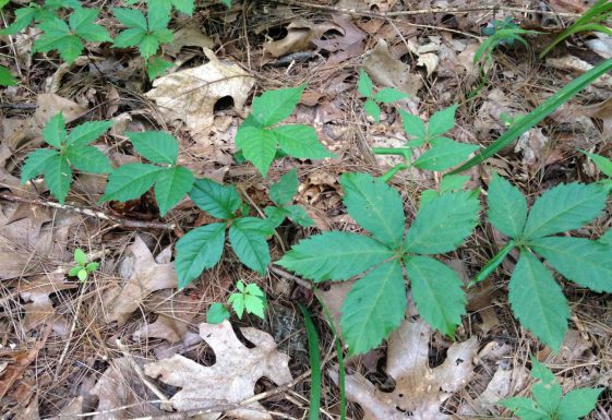 Poison Ivy