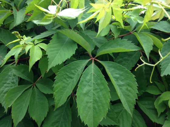 Virginia Creeper