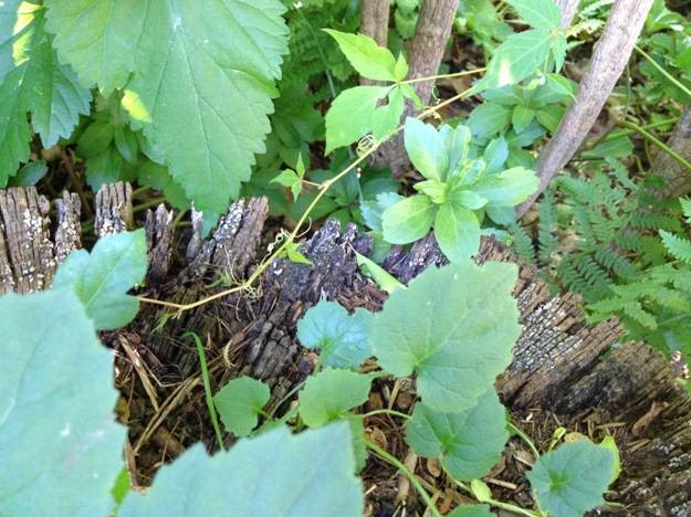 VIRGINIA CREEPER – AERIAL TENDRILS