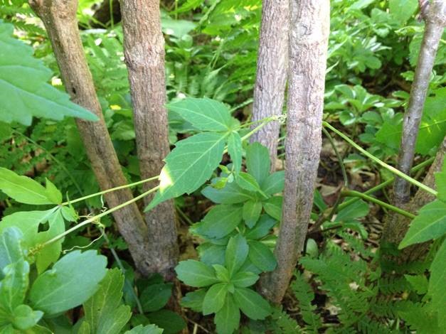VIRGINIA CREEPER – AERIAL TENDRILS_NOTICE THE DIFFERENCE IN THE LEAVES