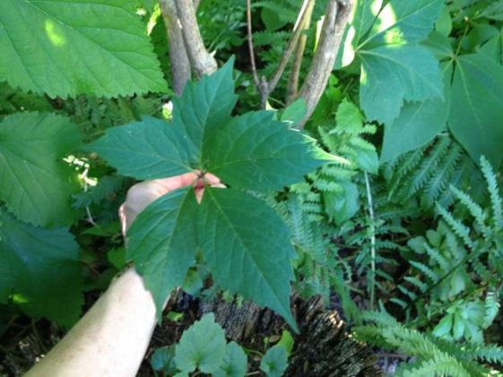 Virginia Creeper
