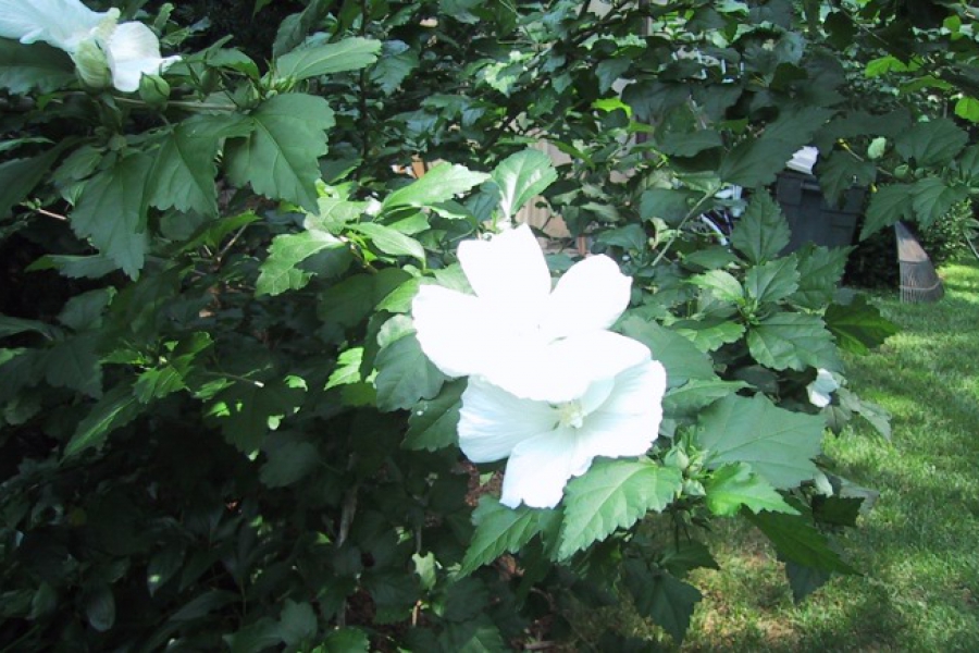 Hibiscus syr ‘Diane’_2900