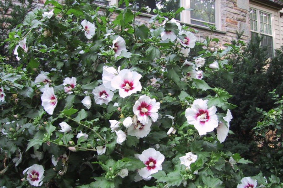Hibiscus syr ‘Red Heart’_2899