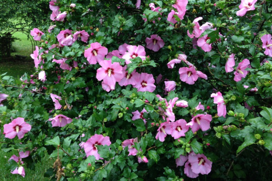 Hibiscus syr. ‘Aphrodite’_4745