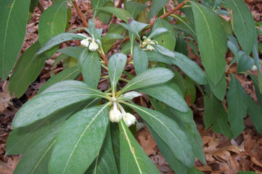 edgeworthia-chry-_4132_ss