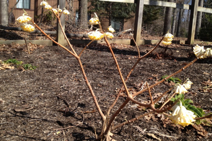 edgeworthia_0512_ss