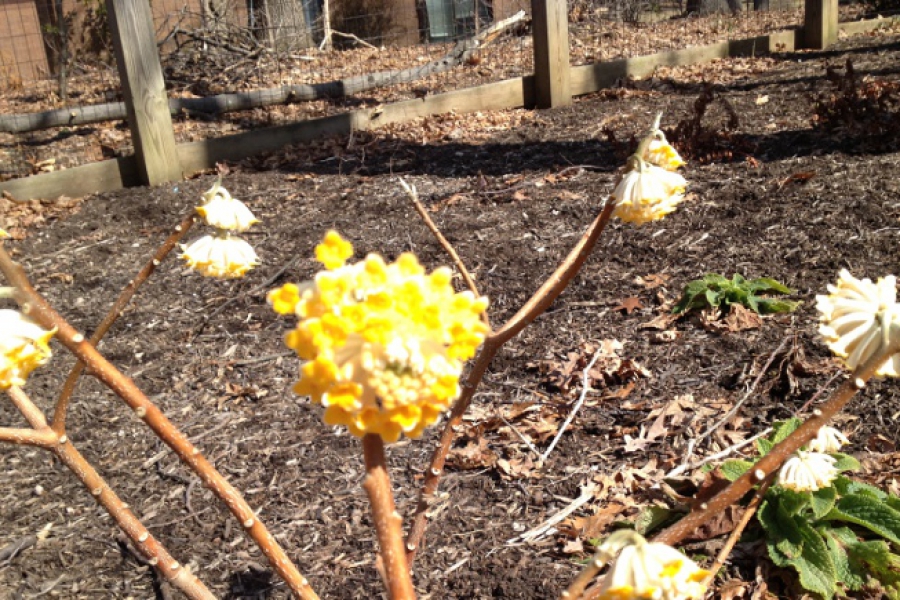 edgeworthia_0513_ss
