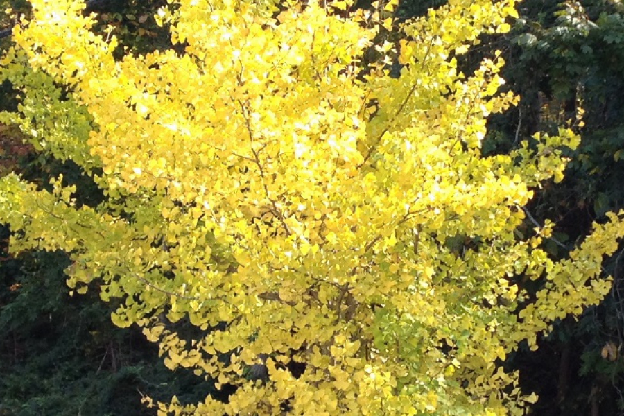 ginkgo-biloba-fall_1503