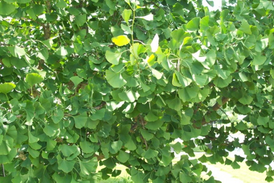 ginkgo-biloba_foliage_1305