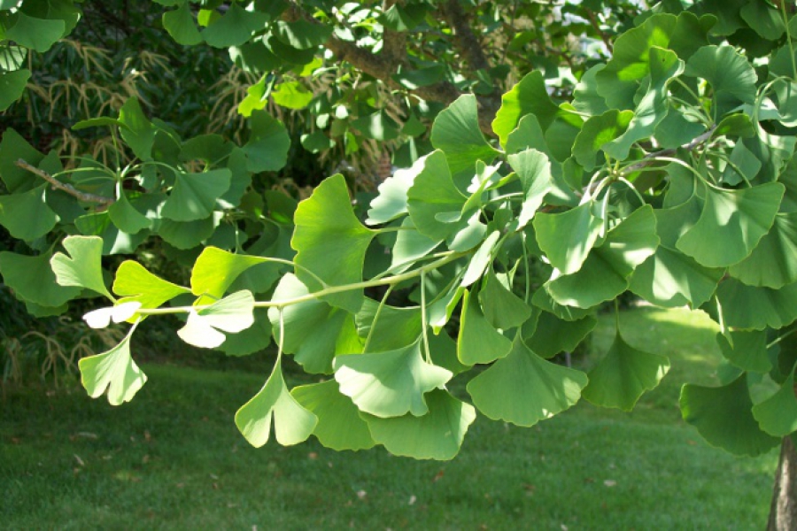 ginkgo-biloba_leaf-closeup_1307