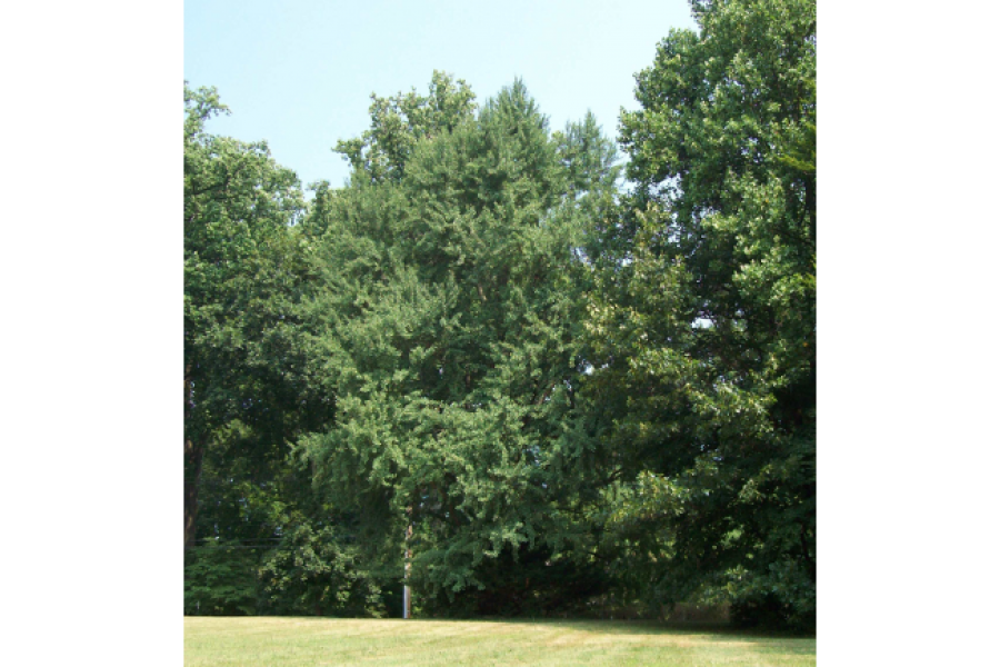 ginkgo-biloba_mature-tree-in-center_1416