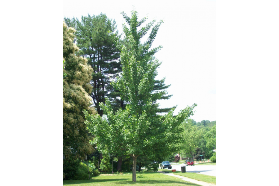 ginkgo-biloba_young-tree_1304