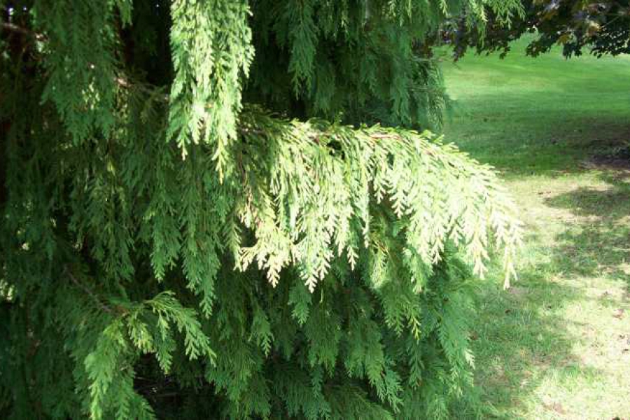 Cham. noot. ‘Pendula’_3957