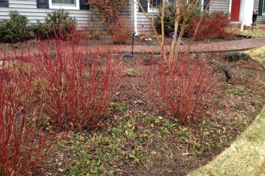 Cornus alba ‘Ivory Halo’_1744