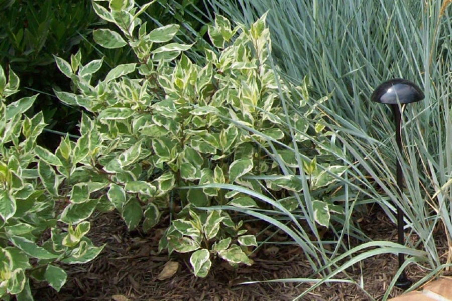 Cornus alba ‘Ivory Halo’_2560