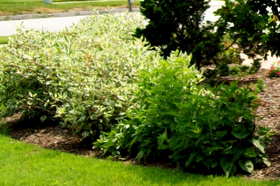 Cornus alba ‘Ivory Halo’_2562