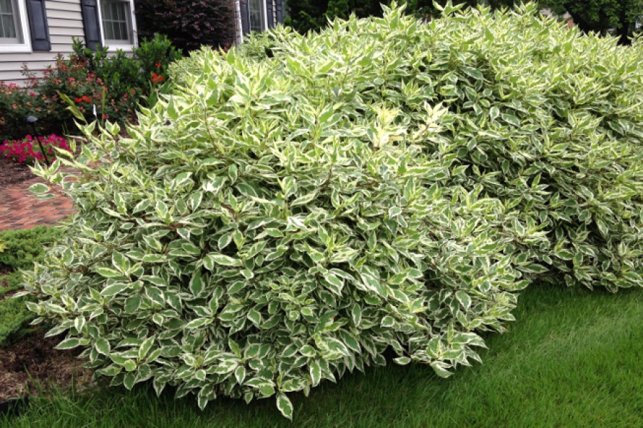 Cornus alba ‘Ivory Halo’_4746