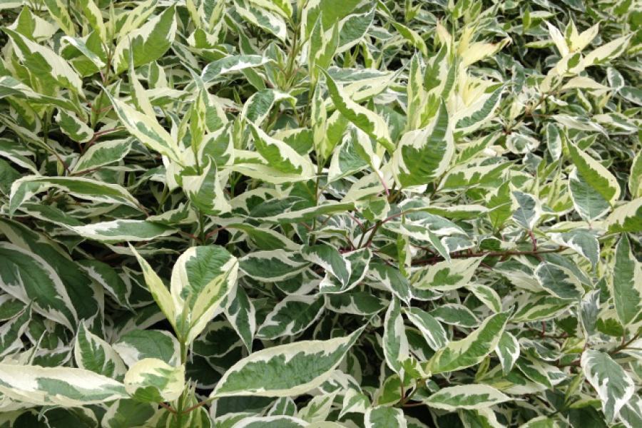 Cornus alba ‘Ivory Halo’_4747