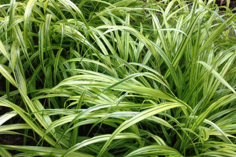 Hakonechloa mac ‘Aureola’_7101