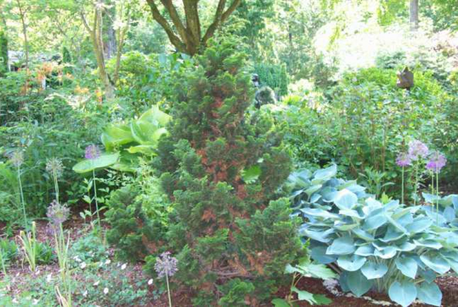 Cham. ob. ‘Nana Gracilis’_3511