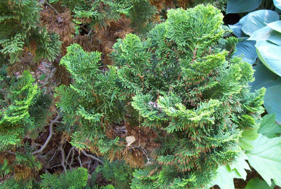 Cham. ob. ‘Nana Gracilis’_3513