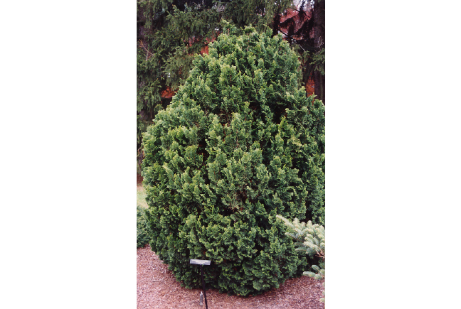 Cham. obtusa ‘Nana Gracilis’_1