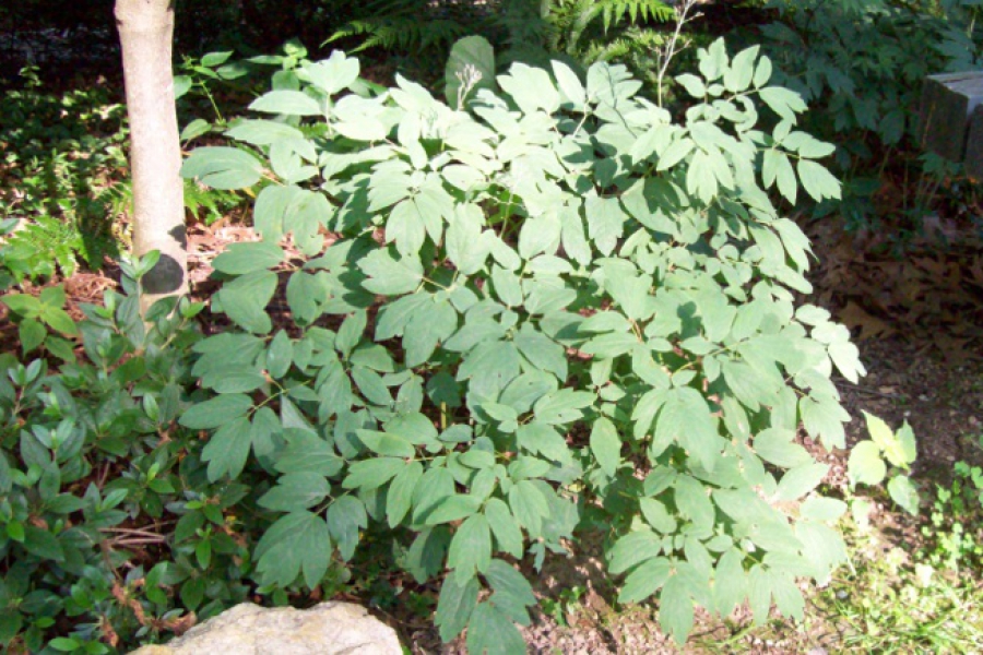 Paeonia obovata_1210