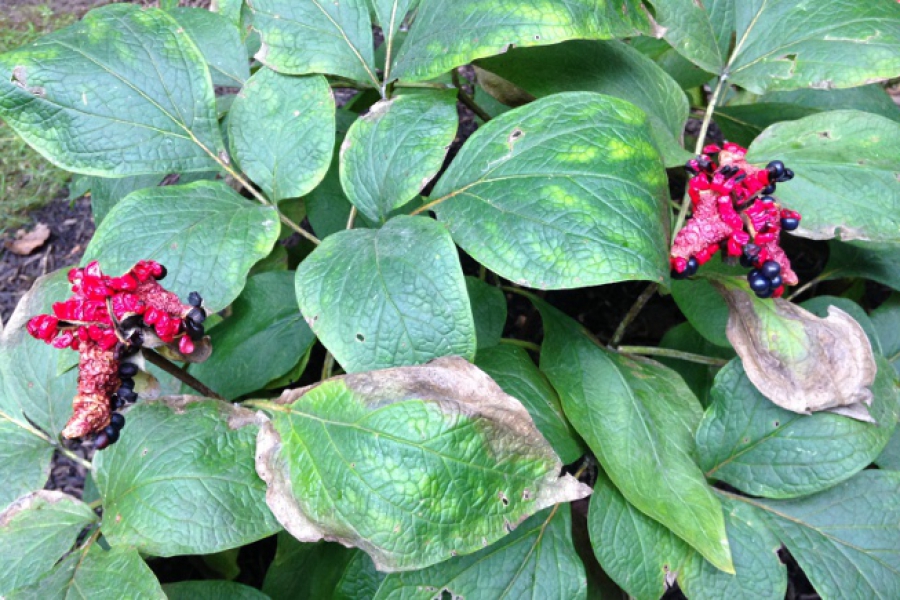 Paeonia obovata_5112