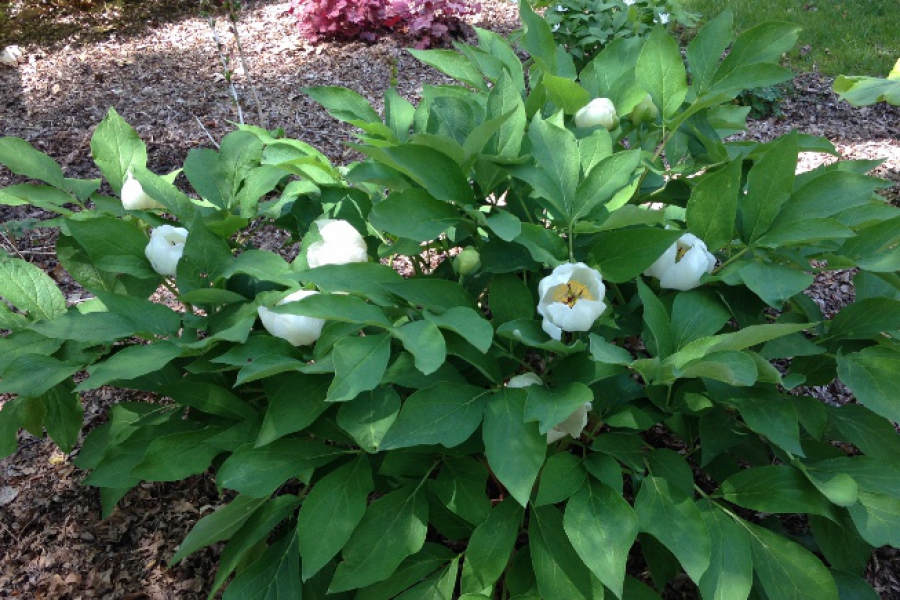 Paeonia obovata_6340