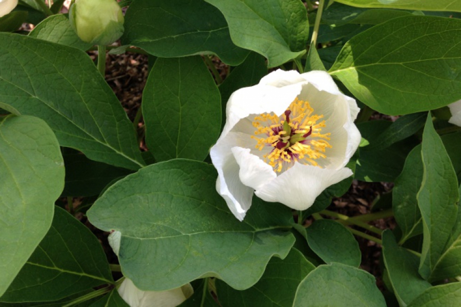 Paeonia obovata_6341