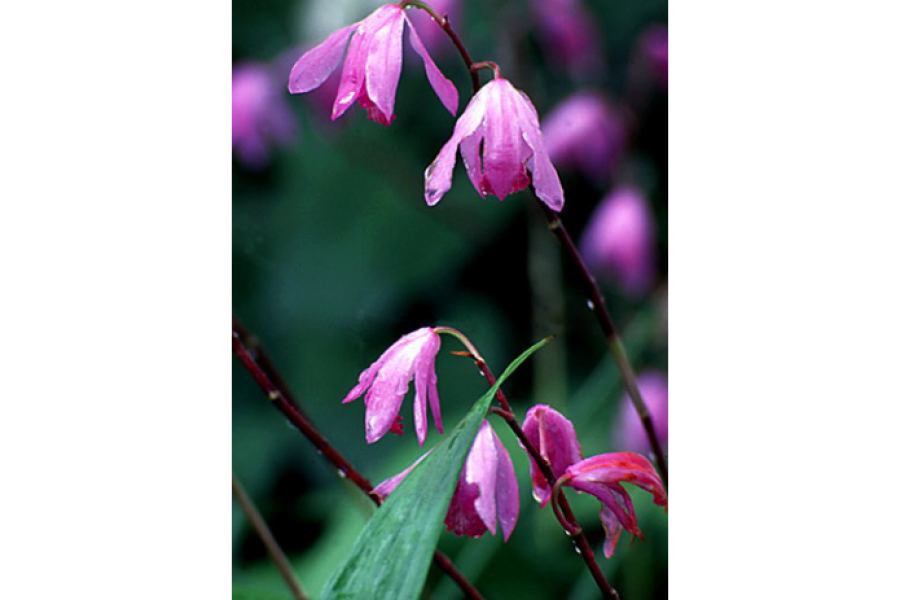 Bletilla striata_001
