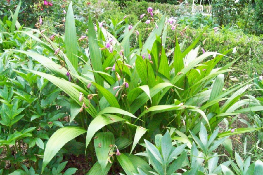 Bletilla striata_1231