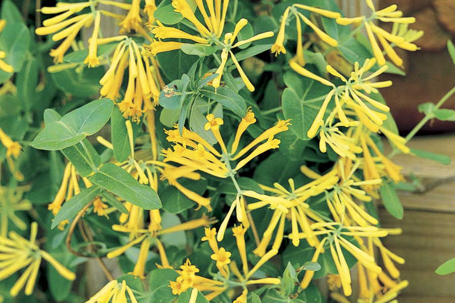 Lonicera semp ‘John Clayton’_001