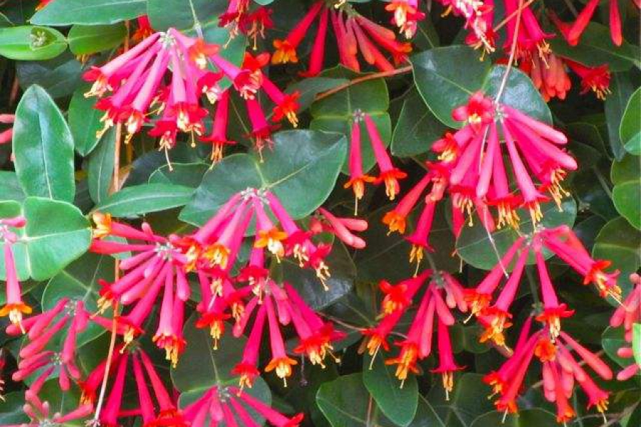 Lonicera semp ‘Major Wheeler’_001