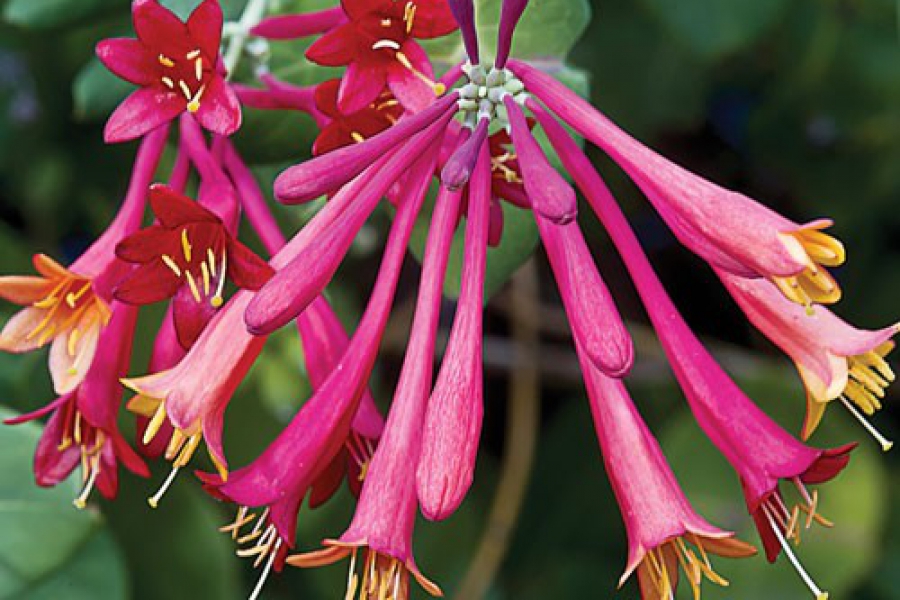 lonicera_semperviren ‘Blanche Sandman’_66315-3_web