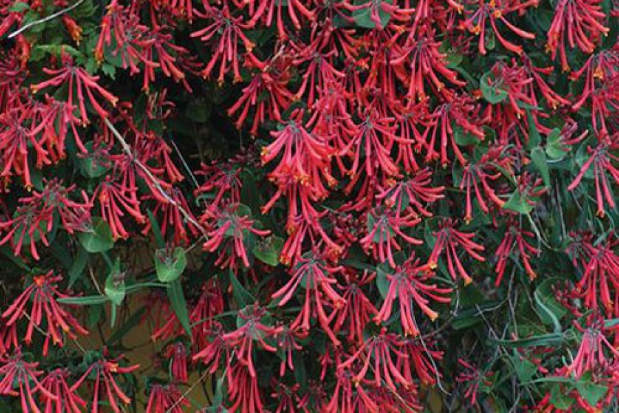 lonicera_sempervirens_major_wheeler_66320_web