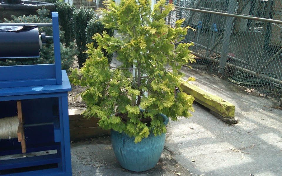 Cham. ob. ‘Crispii’_potted