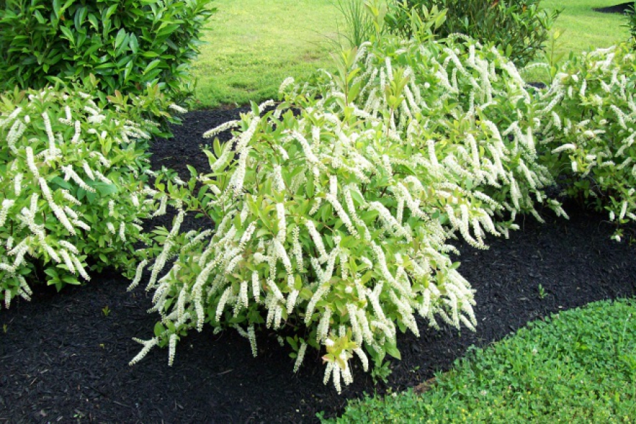 Itea v. ‘Henry’s Garnet’_0457