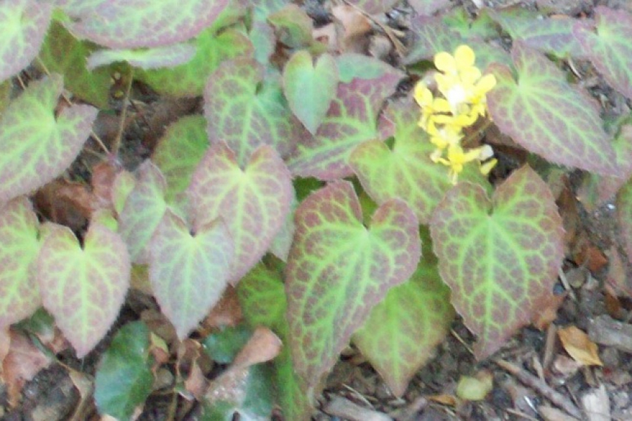 Epimedium ‘Sulph.’_3216
