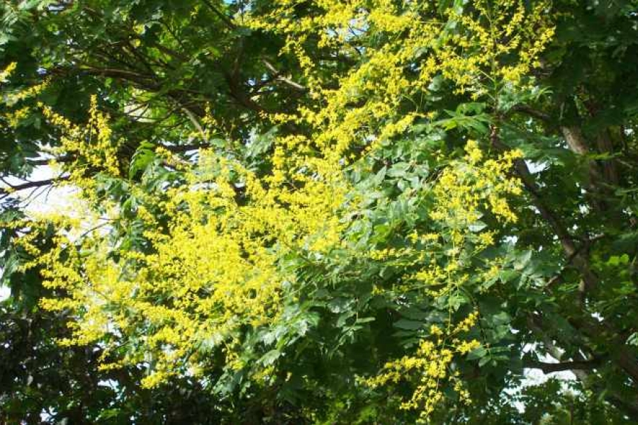Koel. paniculata_1367