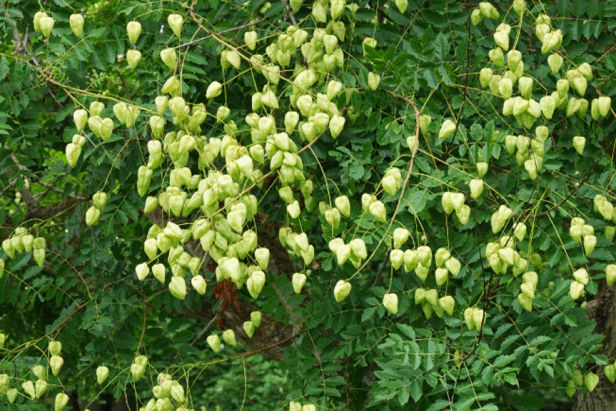 Koelreuteria-paniculata_seed pods_001